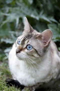 Bengal cat Stock Photos