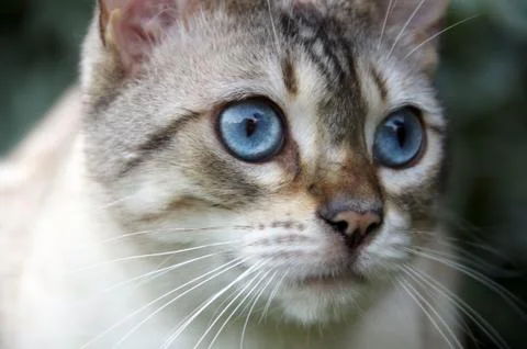 Bengal cat Stock Photos