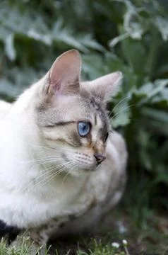 Bengal cat Stock Photos