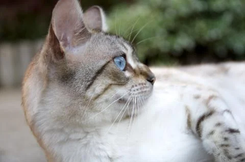 Bengal cat Stock Photos