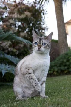 Bengal cat Stock Photos