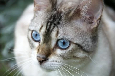 Bengal cat Stock Photos