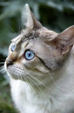 Bengal cat Stock Photos