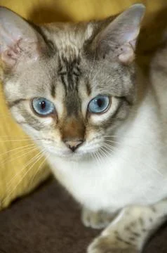 Bengal cat Stock Photos