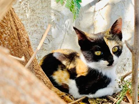 The bengal cat Stock Photos