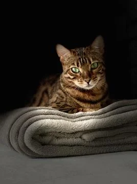 Bengal cat Stock Photos