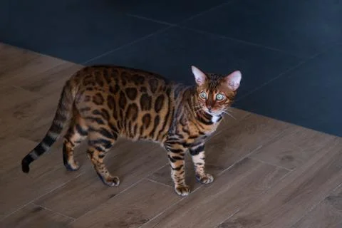 Bengal cat Stock Photos