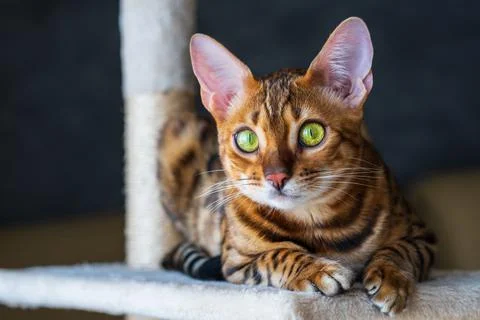 Bengal cat Stock Photos