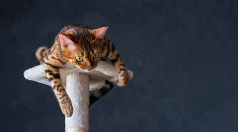 Bengal cat Stock Photos