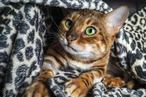 Bengal cat Stock Photos