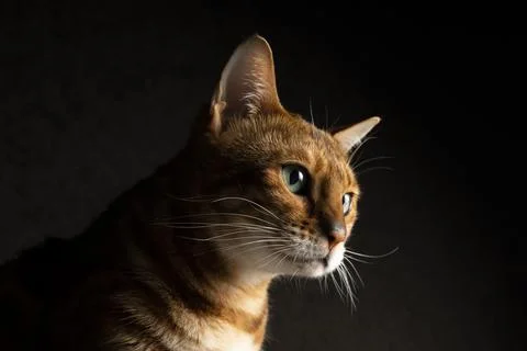 Bengal cat Stock Photos