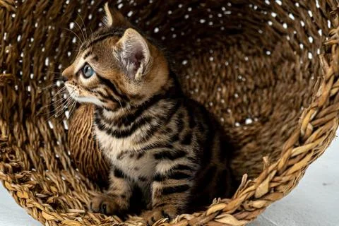 Bengal cat Stock Photos