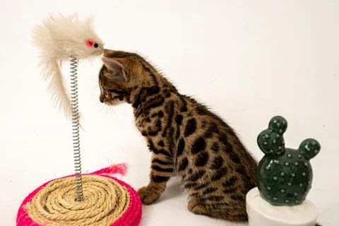 Bengal cat Stock Photos