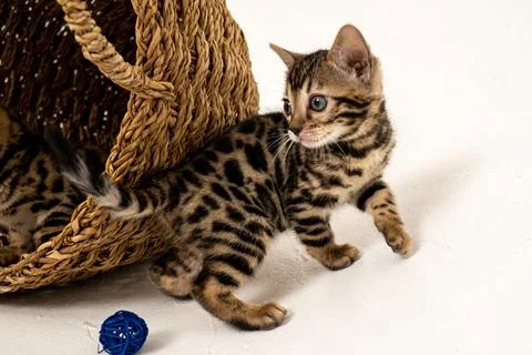 Bengal cat Stock Photos