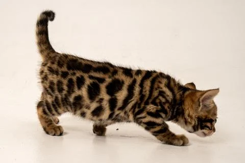 Bengal cat Stock Photos