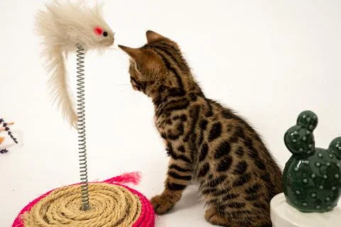 Bengal cat Stock Photos