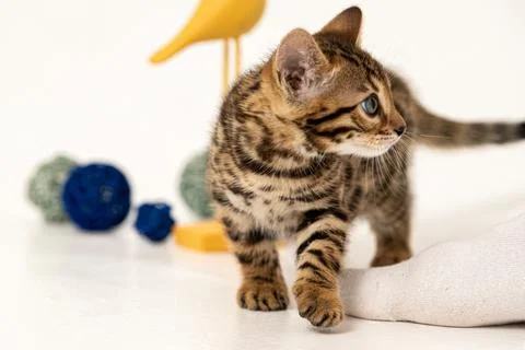 Bengal cat Stock Photos