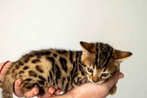 Bengal cat Stock Photos