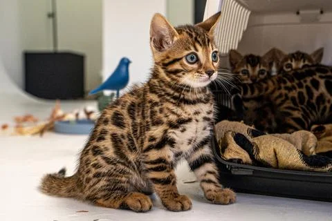Bengal cat Stock Photos