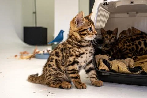 Bengal cat Stock Photos