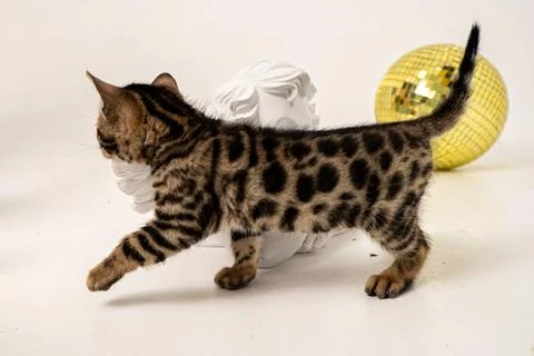 Bengal cat Stock Photos