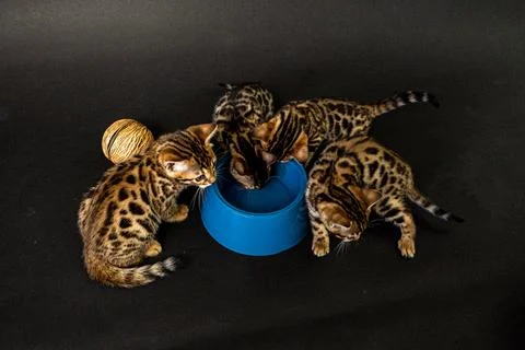 Bengal cat Stock Photos