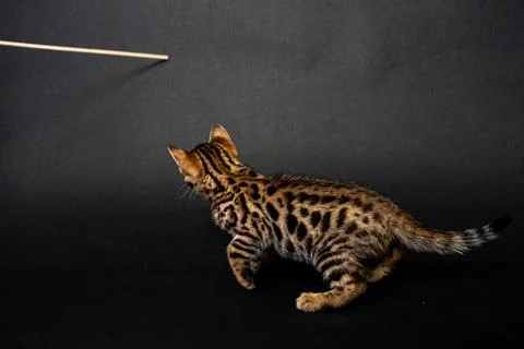 Bengal cat Stock Photos