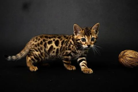 Bengal cat Stock Photos