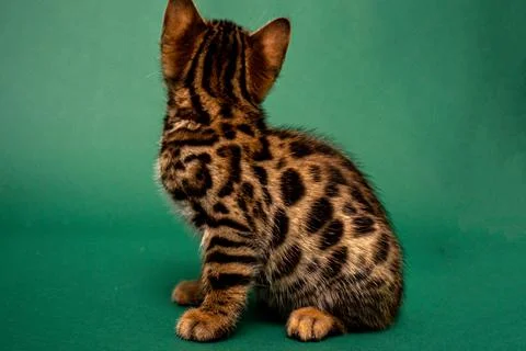 Bengal cat Stock Photos