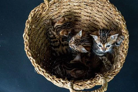 Bengal cat Stock Photos