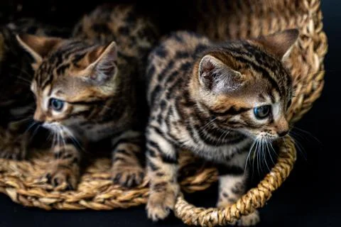 Bengal cat Stock Photos