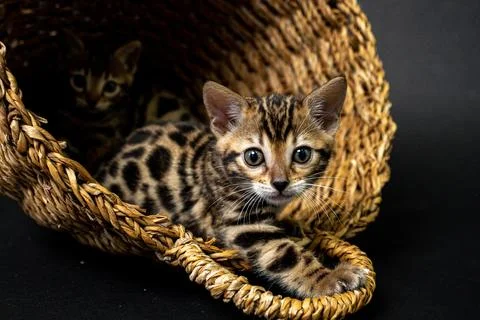 Bengal cat Stock Photos