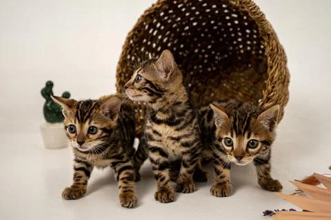 Bengal cat Stock Photos