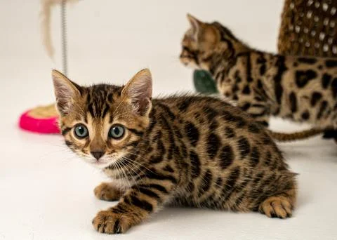 Bengal cat Stock Photos