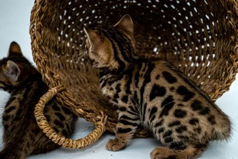 Bengal cat Stock Photos