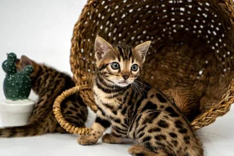 Bengal cat Stock Photos