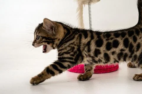Bengal cat Stock Photos