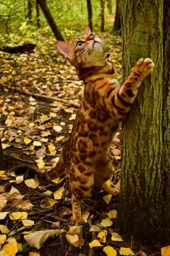 Bengal cat Stock Photos