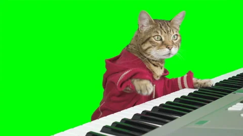 Bengal cat playing digital piano keyboard on green screen chroma key Stock Footage 255082953