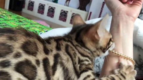 Bengal Cat playing Video stock 129839503