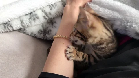 Bengal Cat playing Video stock 129839635