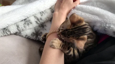 Bengal Cat playing Video stock 129839691