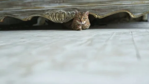 Bengal Cat Playing In The House Video stock 75071249