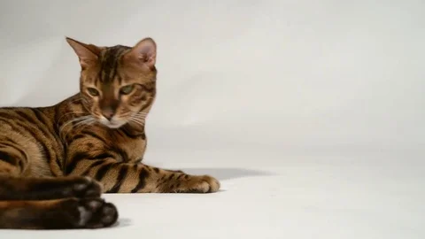 Bengal cat is playing on a white background. Stock Footage