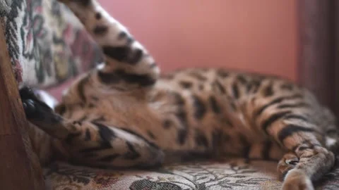 Bengal cat plays lying on the chair , low key  horizontal 4k footage Stock Footage 292767708