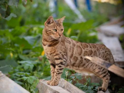 Bengal cat posing. Beautiful cat of Bengali breed. Young domestic cat. Exhibi Stock Photos