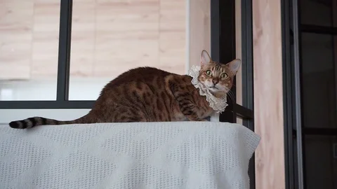 Bengal cat preparing for a masquerade ball image of Baron, Marquis, king of the Stock Footage 100155649