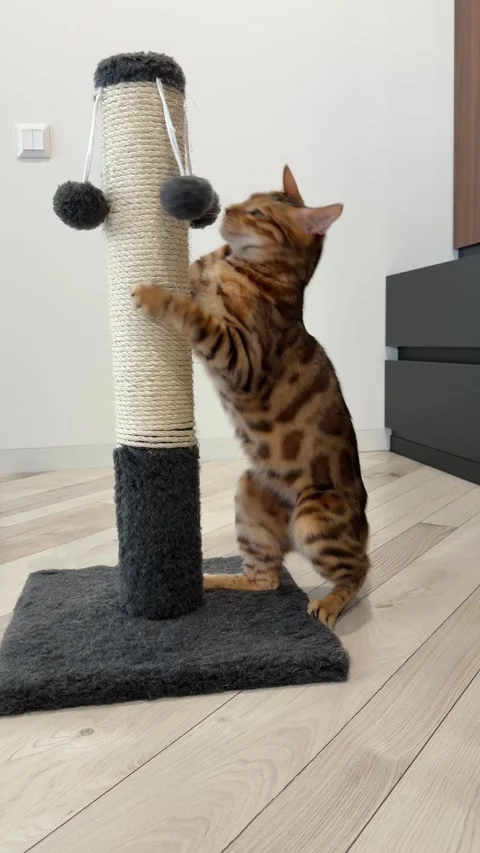 Bengal Cat Reaching for Yellow Fish Toy on Scratching Post Stock Footage 339078185