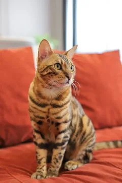 Bengal cat on a red sofa Foto stock