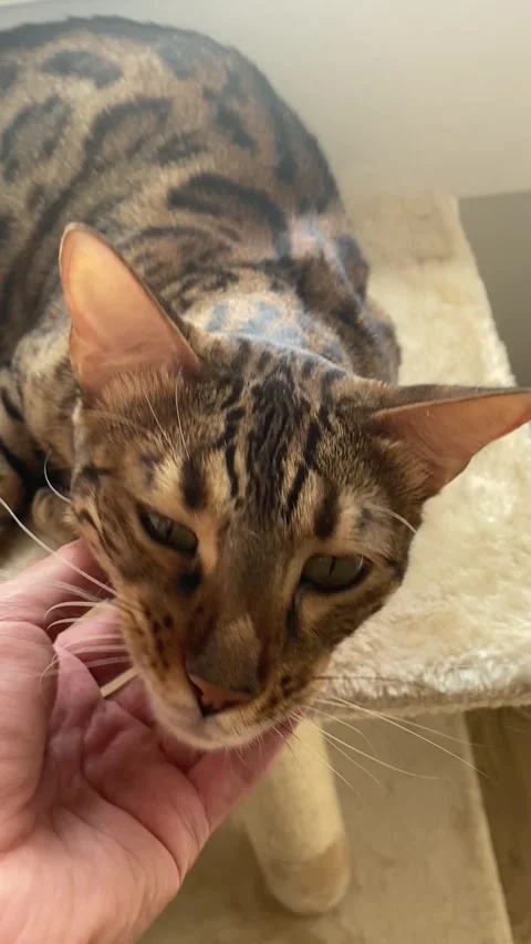 Bengal cat relaxes on a carpeted cat tree platform as a person gently pets it Vídeos de archivo 343567704